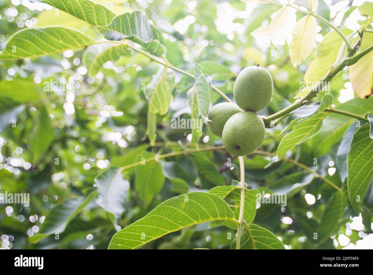 tres nueces verdes madurando en ramas de árbol enorme en verano Foto de stock