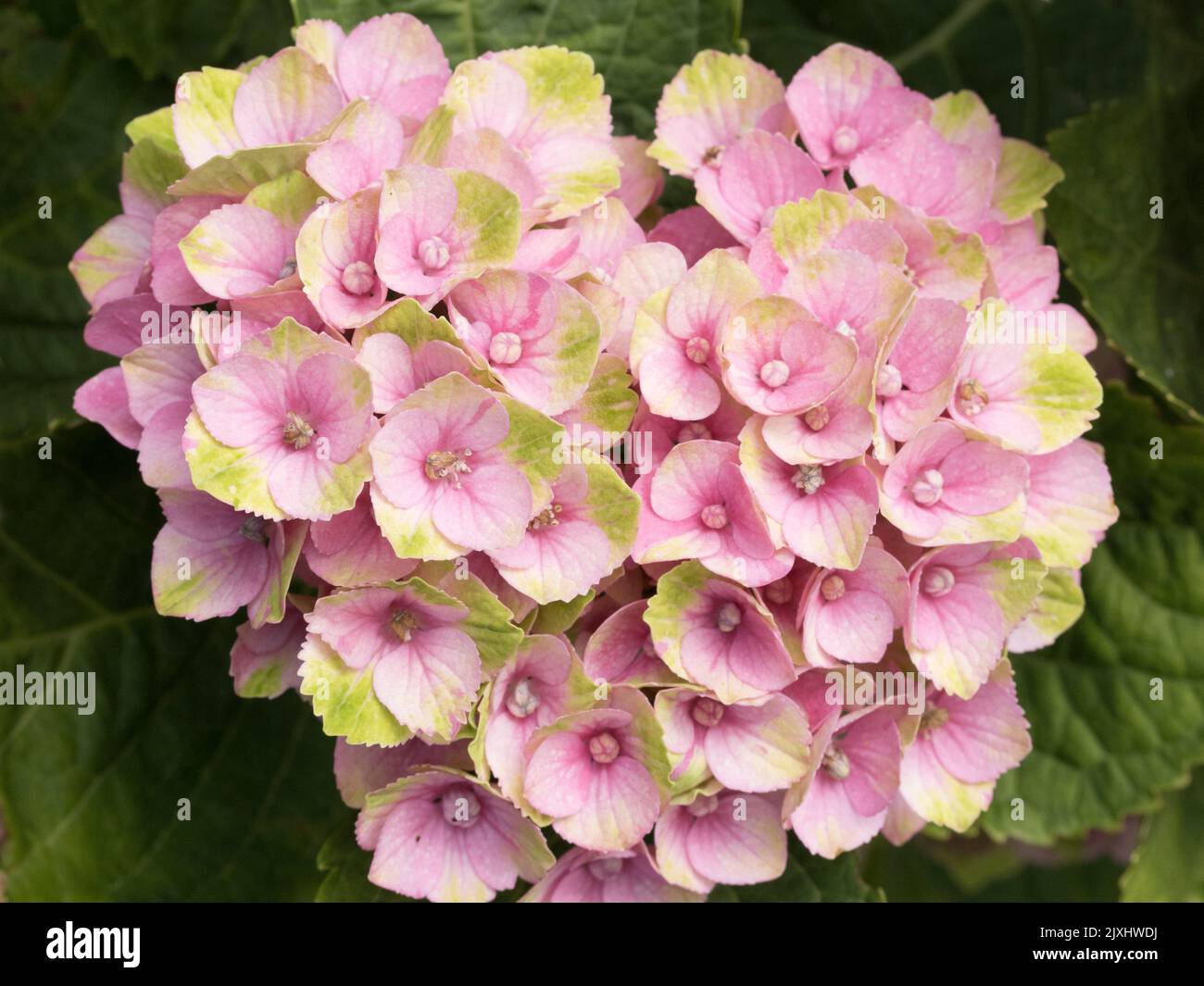 Las hortensias pusieron un espectáculo en nuestro jardín, en Radley Village Oxfordshire, en julio y agosto. Típicamente las cabezas de flores contienen dos tipos de flowe Foto de stock