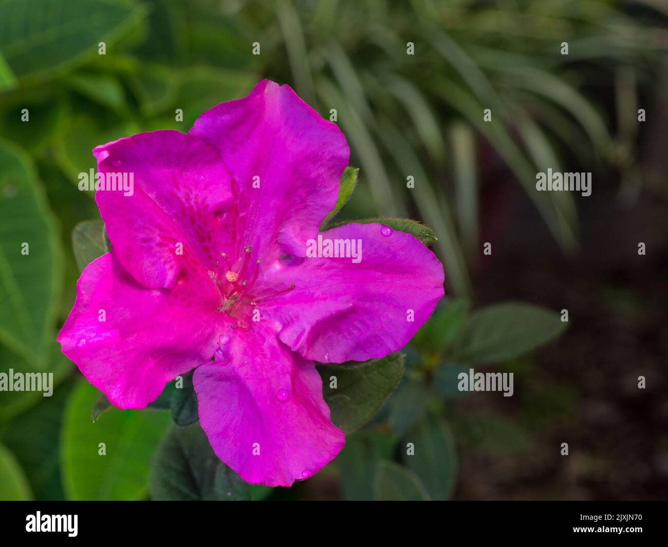 Flor de azalea fotografías e imágenes de alta resolución - Página 12 - Alamy