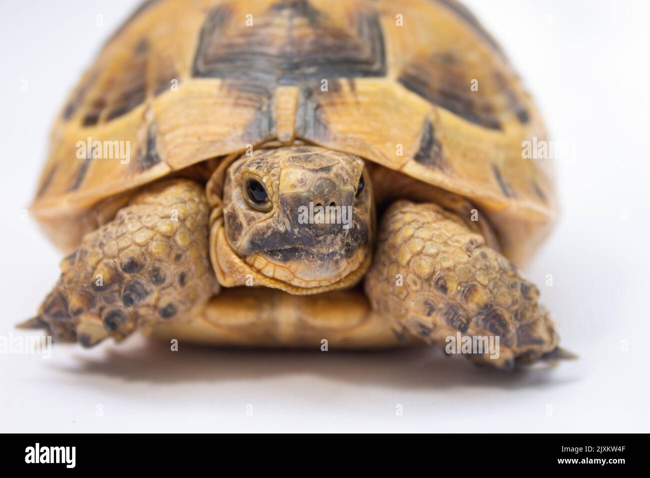 Primer plano de tortuga o tortuga aislado sobre fondo blanco. Foto de stock