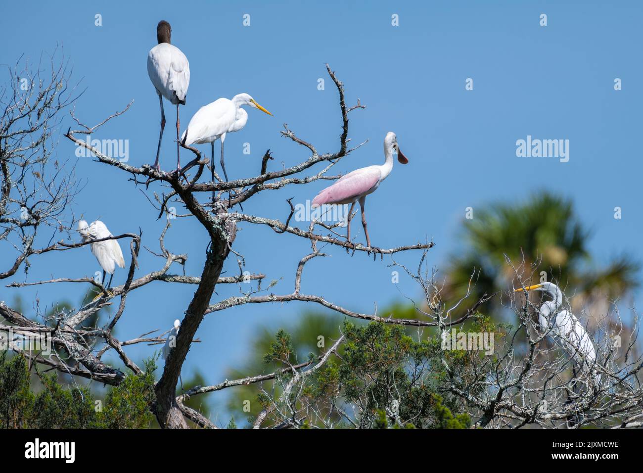 Grandes garcetas, una cucharilla rosada y una cigüeña de madera comparten las ramas de un árbol muerto en el Parque Estatal Histórico Fort Mose en St. Augustine, Florida. Foto de stock