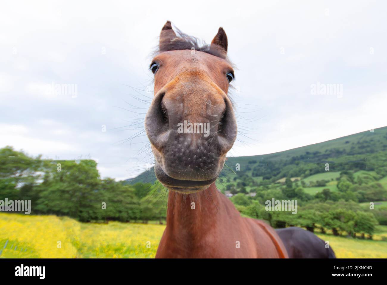 Una imagen de cerca de un simpático caballo curioso en el campo abierto. La imagen muestra el caballo castaño, con la cabeza mirando directamente a la cámara. Gales Reino Unido Foto de stock
