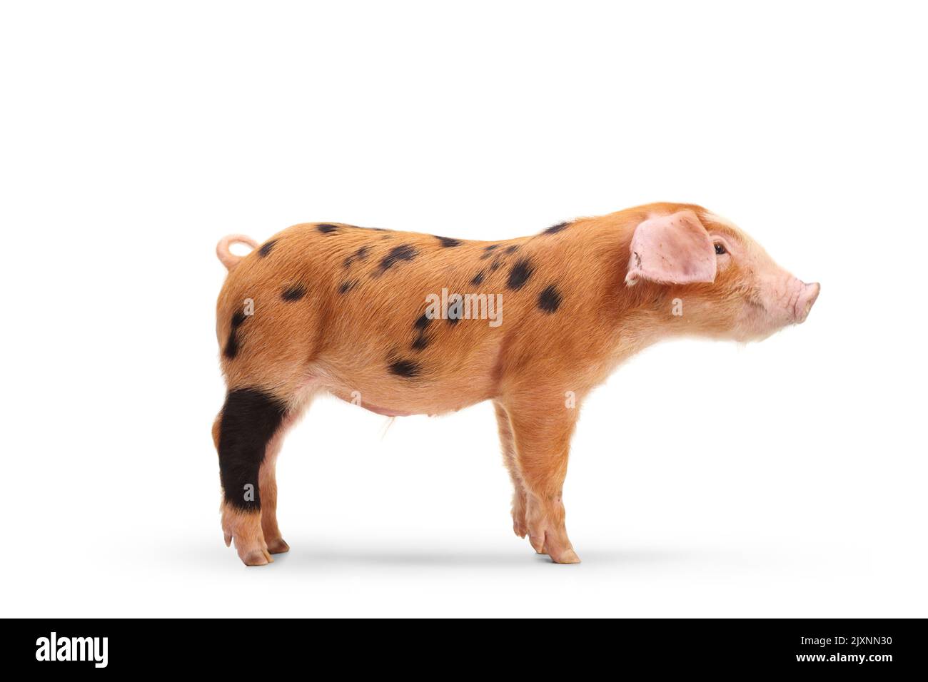 Foto de perfil de un lechón con manchas negras aisladas sobre fondo blanco Foto de stock