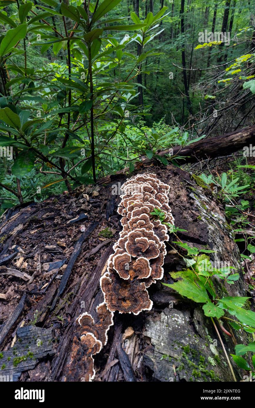 Seta de cola de pavo (Trametes versicolor) Creciendo en tronco de árbol caído - Sycamore Cove Trail, Pisgah National Forest, cerca de Brevard, Carolina del Norte, Foto de stock