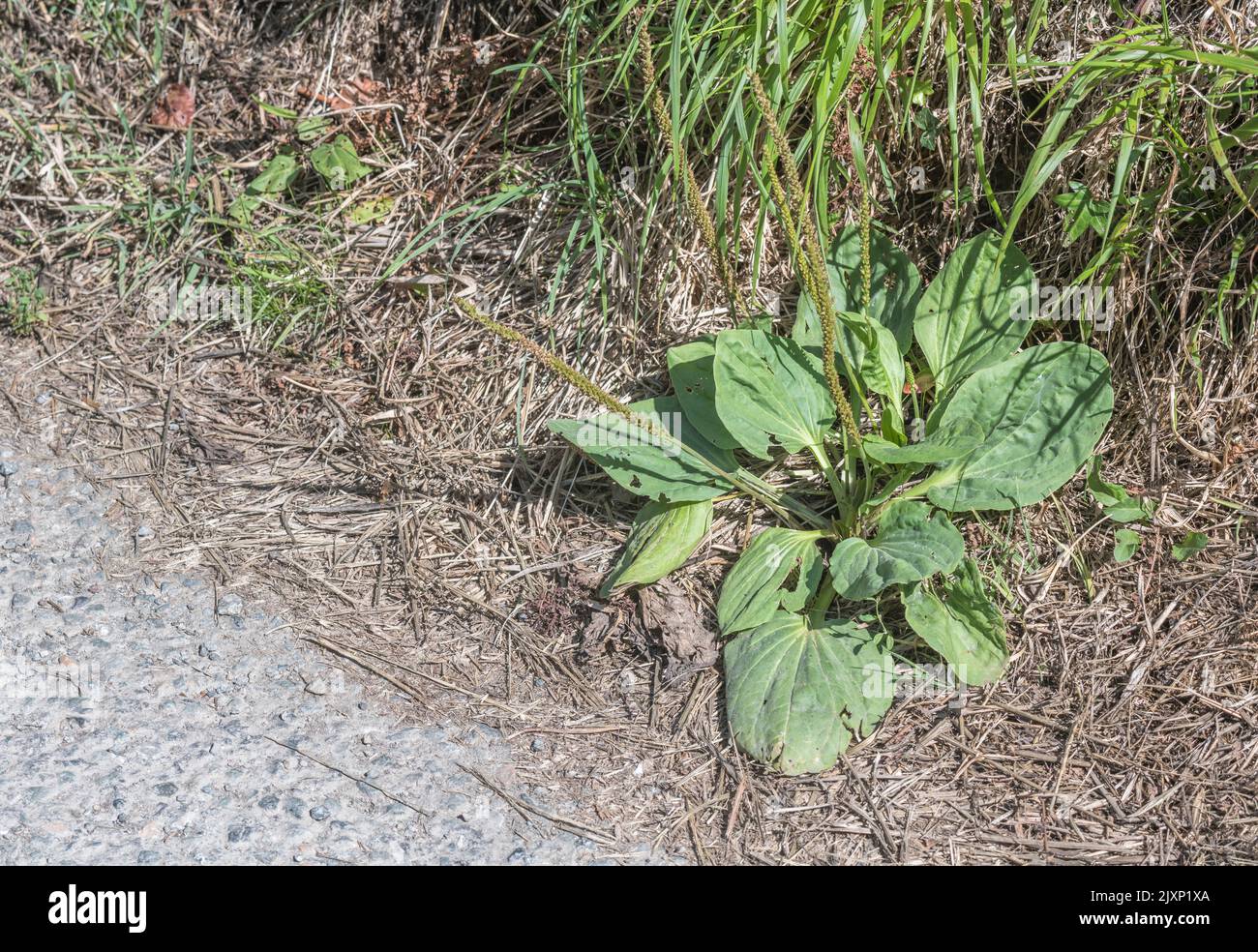 Hojas / follaje de plátano mayor / Plantago mayor al lado de un campo