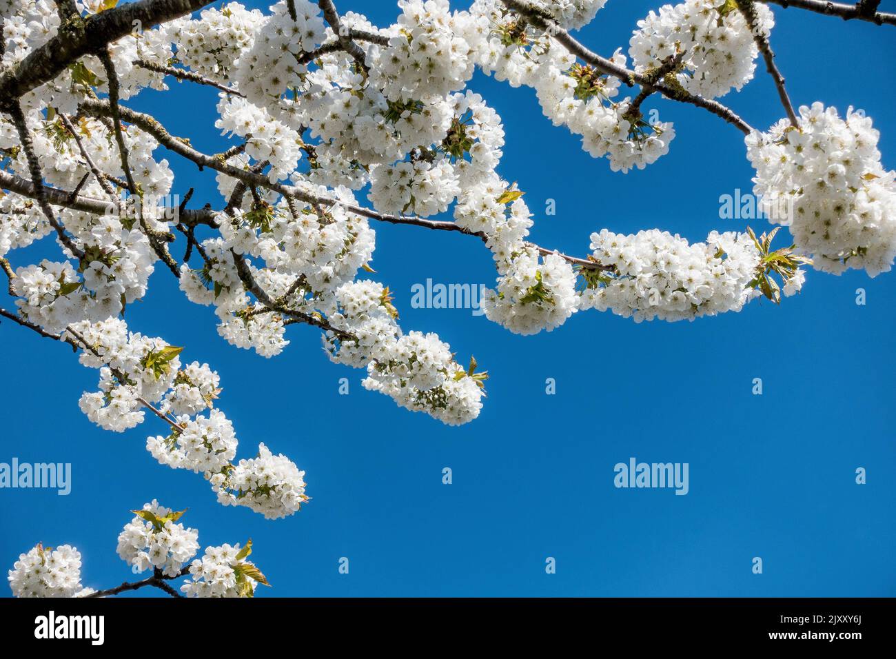 Primer plano de flores blancas en flor de cereza contra el cielo azul en el Reino Unido en primavera Foto de stock