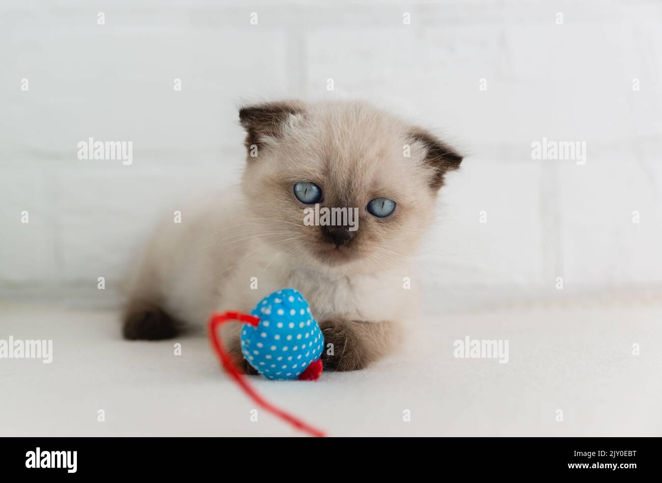 Un pequeño punto de gatito de ojos azules se encuentra con un ratón de juguete azul trapo. Enfoque selectivo Foto de stock