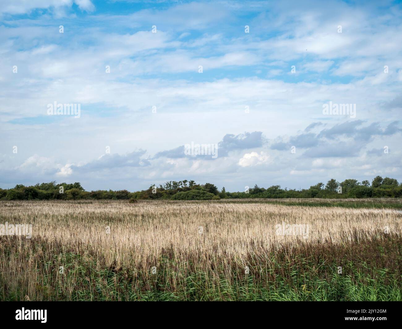 Cielo veraniego sobre los reedbeds en Far Ings, Lincolnshire, Inglaterra Foto de stock