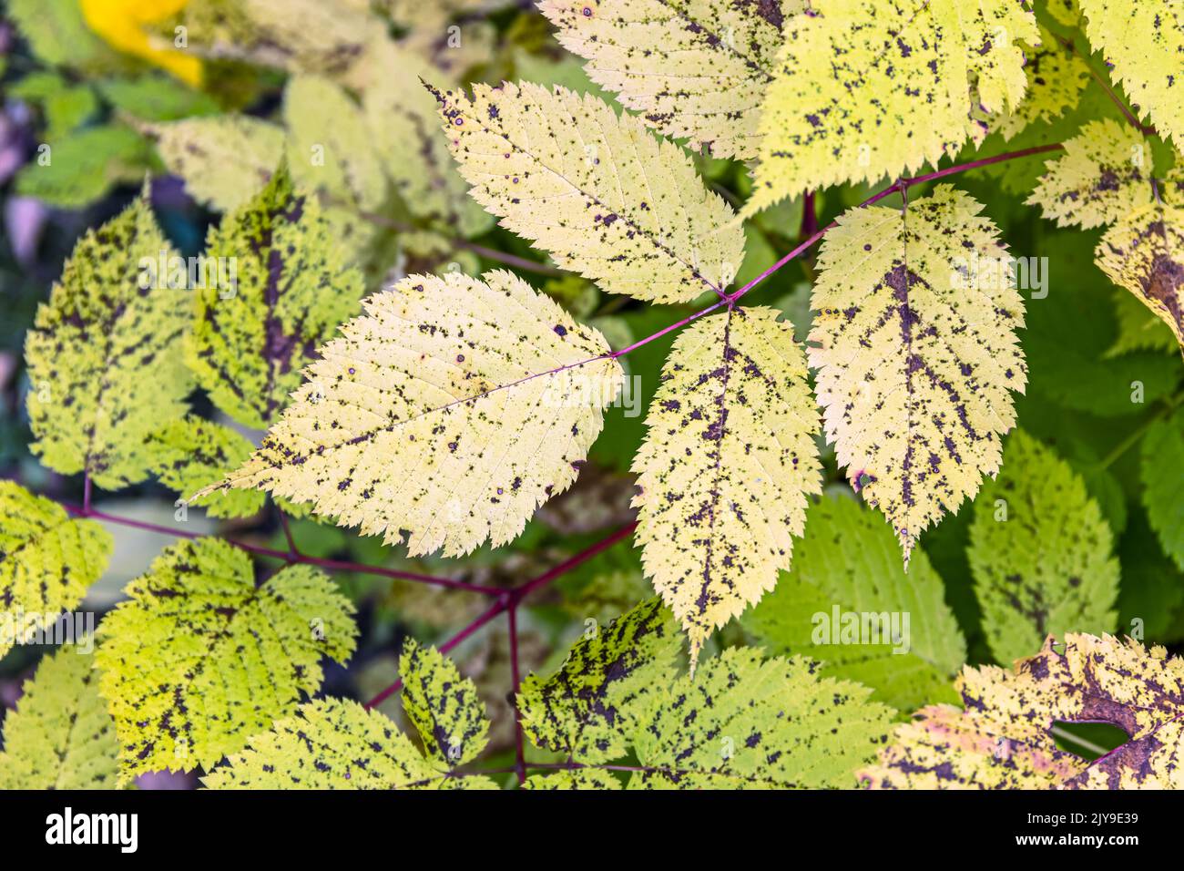 fondo de coloridas y vibrantes hojas otoñales. imagen de la temporada de otoño. Foto de stock