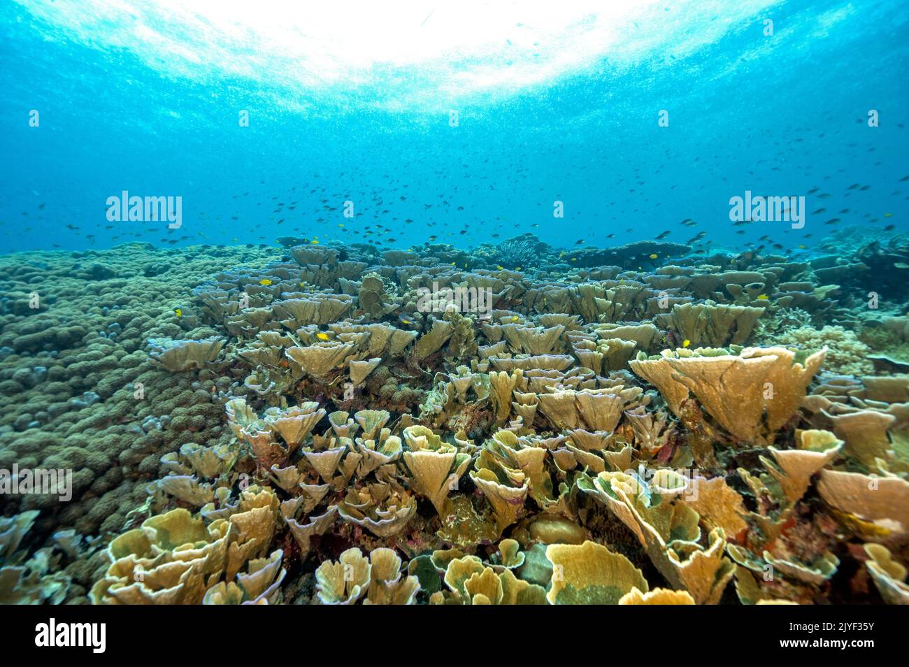 Arrecife escénico con corales foliosos prístinos, Indnonesia Raja Ampat. Foto de stock