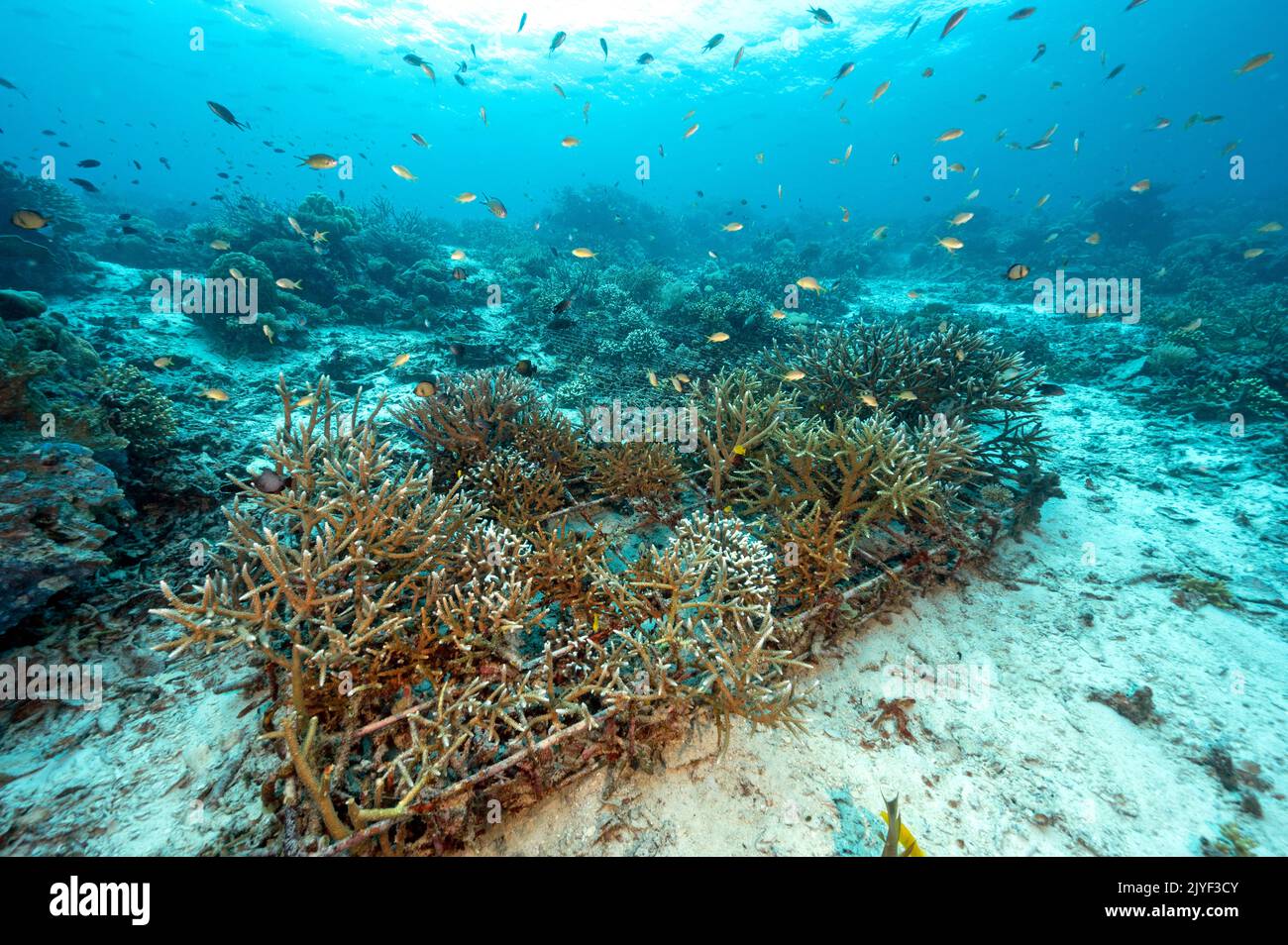 Corales acraporastónicos que crecen en un jardín de coral, Raja Ampat Indonesia. Foto de stock