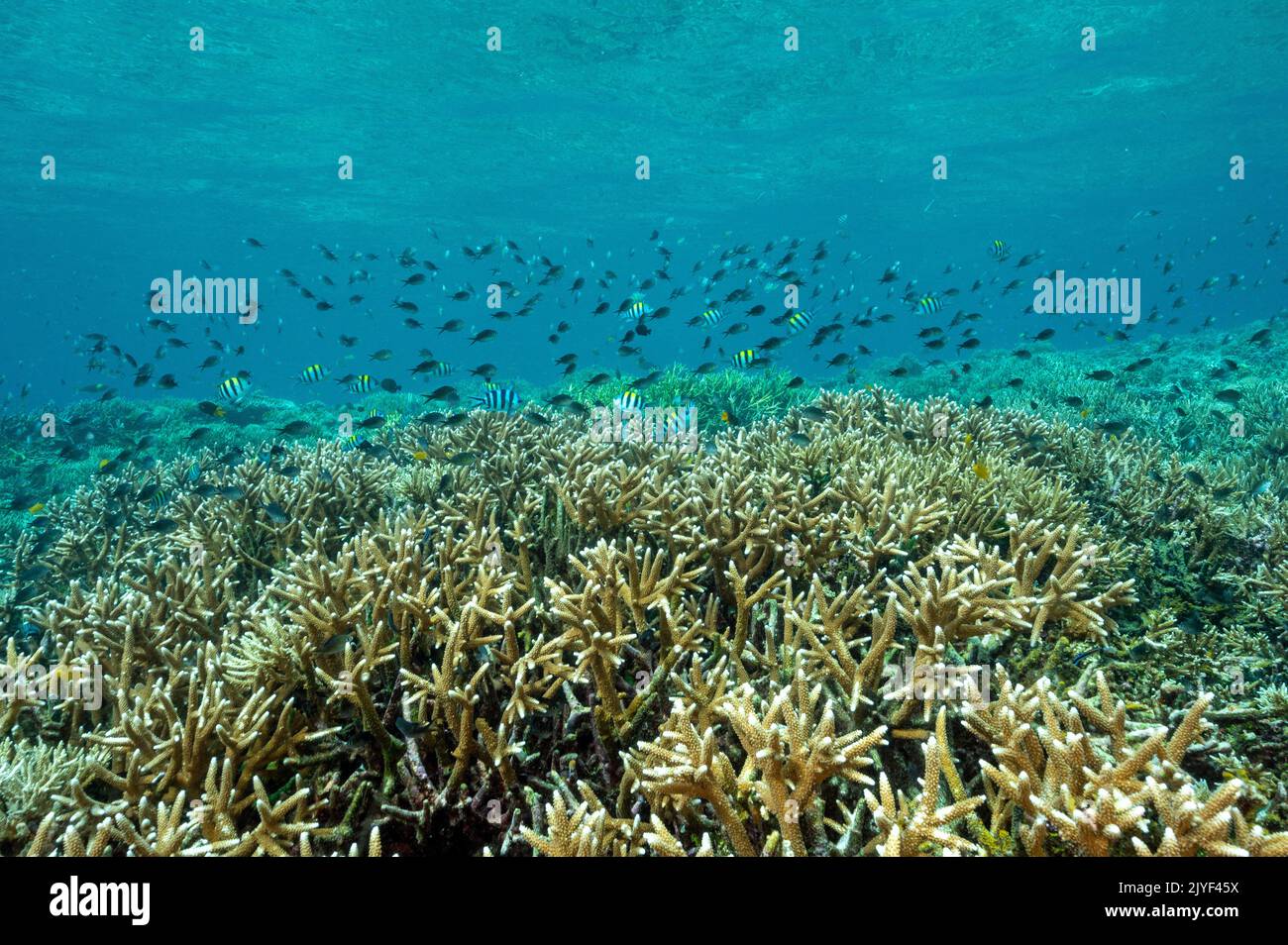 Arrecife escénico con corales pétreos Acropora, Raja Ampat Indonesia. Foto de stock