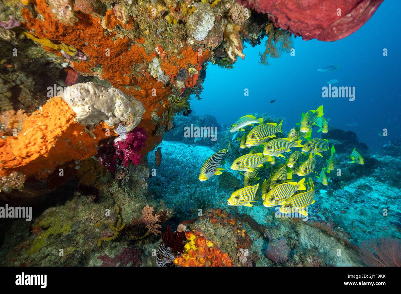 Arrecife escénico con cintas de sweetlips, Plectorhinchus polytaenia, Raja Ampat Indonesia. Foto de stock