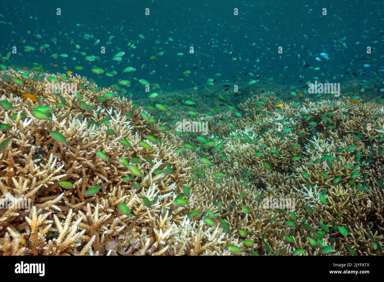 Arrecife escénico con damiselas azules, Chromis viridis, sobre corales pétreos Acrapora, Raja Ampat Indonesia. Foto de stock