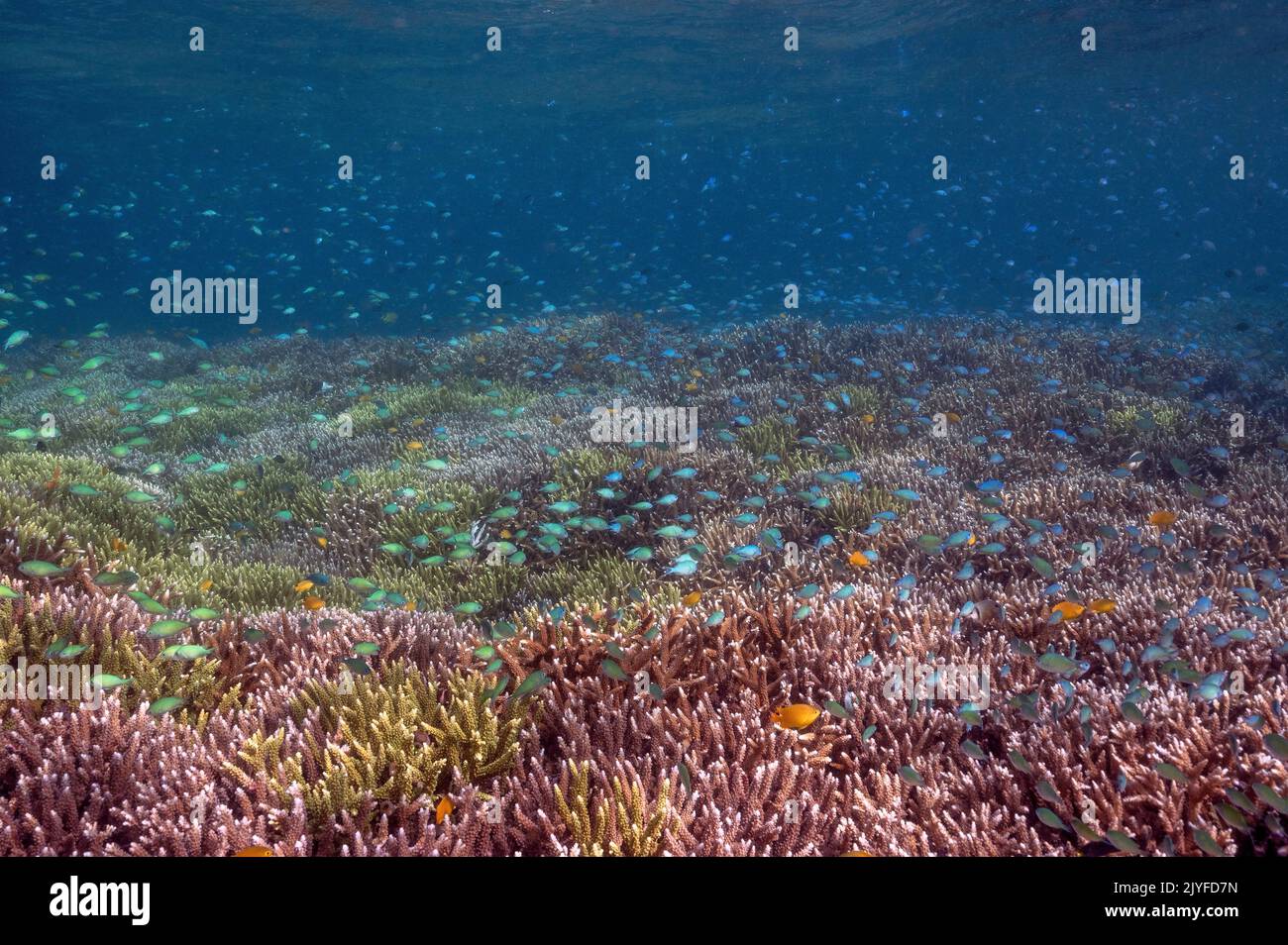 Arrecife escénico con damiselas azules, Chromis viridis, sobre corales pétreos Acrapora, Raja Ampat Indonesia. Foto de stock