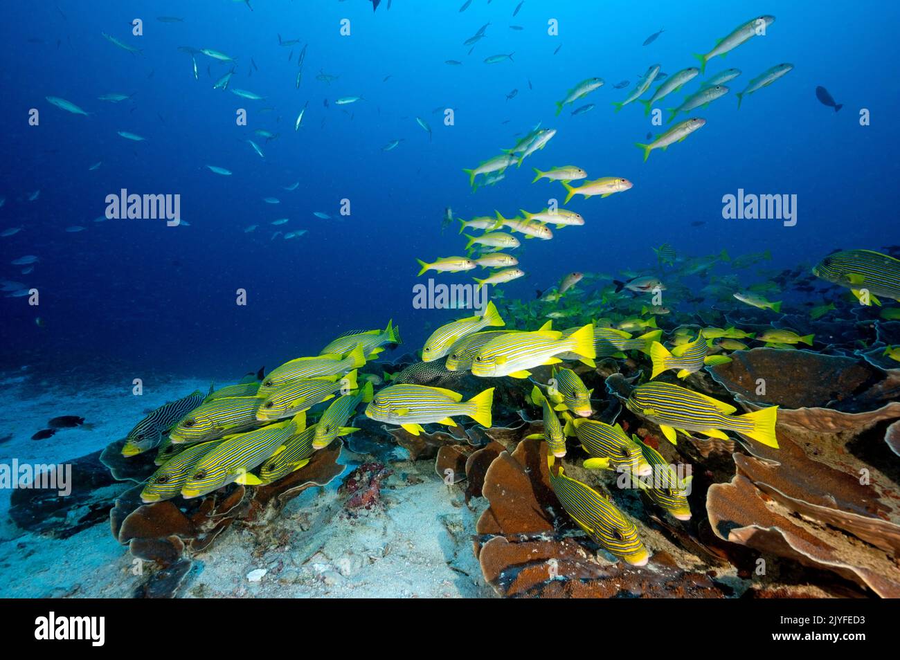 Arrecife escénico con cintas de sweetlips, Plectorhinchus polytaenia, Raja Ampat Indonesia. Foto de stock