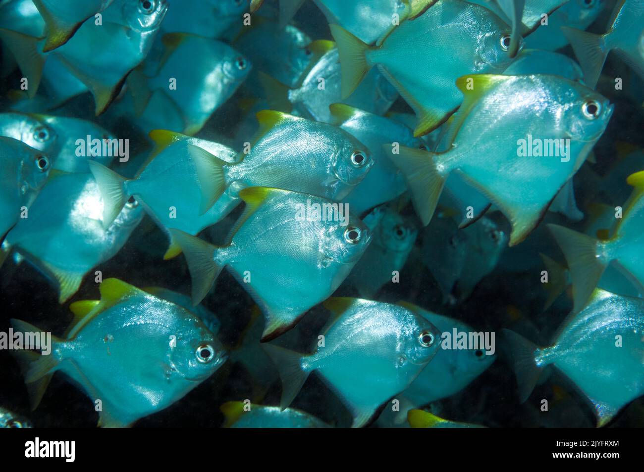 Peces Diamondfish, Monodactyus argenteus, Raja Ampat Indonesia. Foto de stock