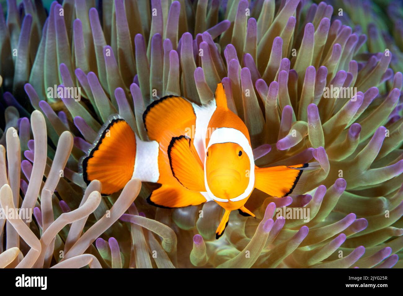 Anemonefish de payaso falso, Amphiprion ocellaris, Raja Ampat Indonesia Foto de stock