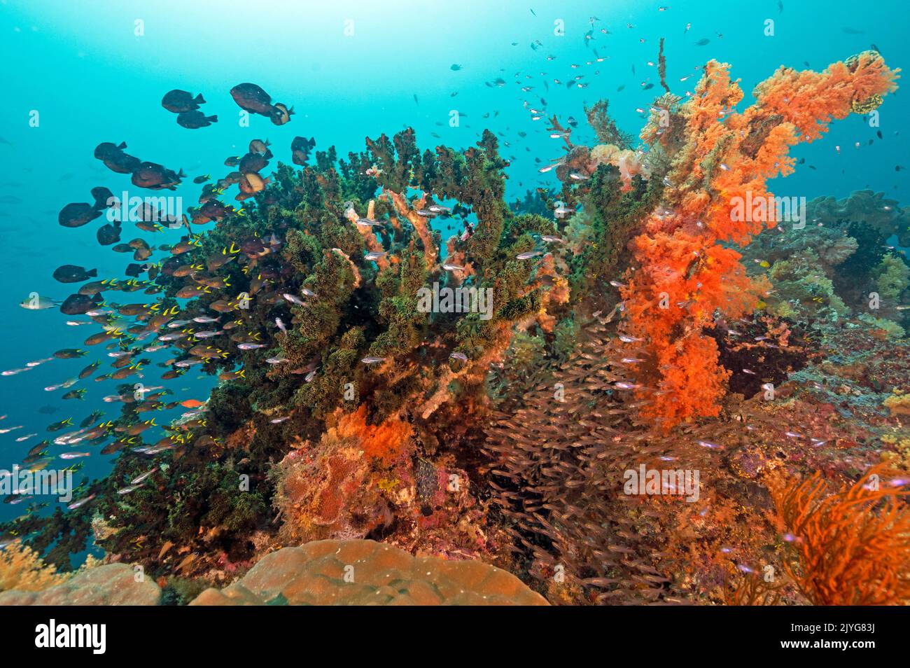 Colorido arrecife escénico con peces de vidrio y cromises, Raja Ampat Indonessia. Foto de stock