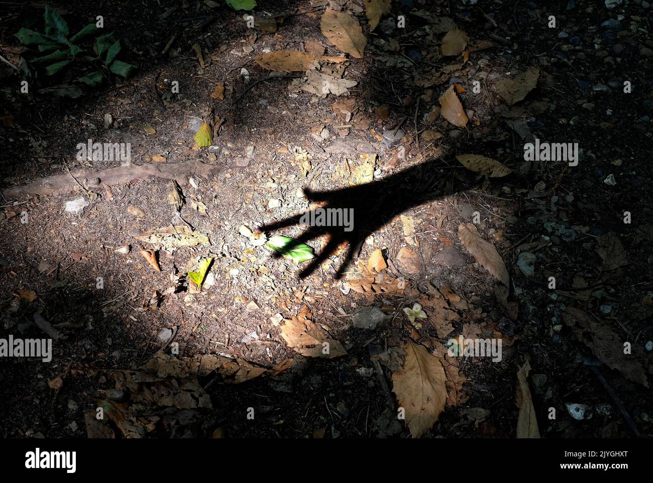 sombra de la mano en el entorno del bosque Foto de stock