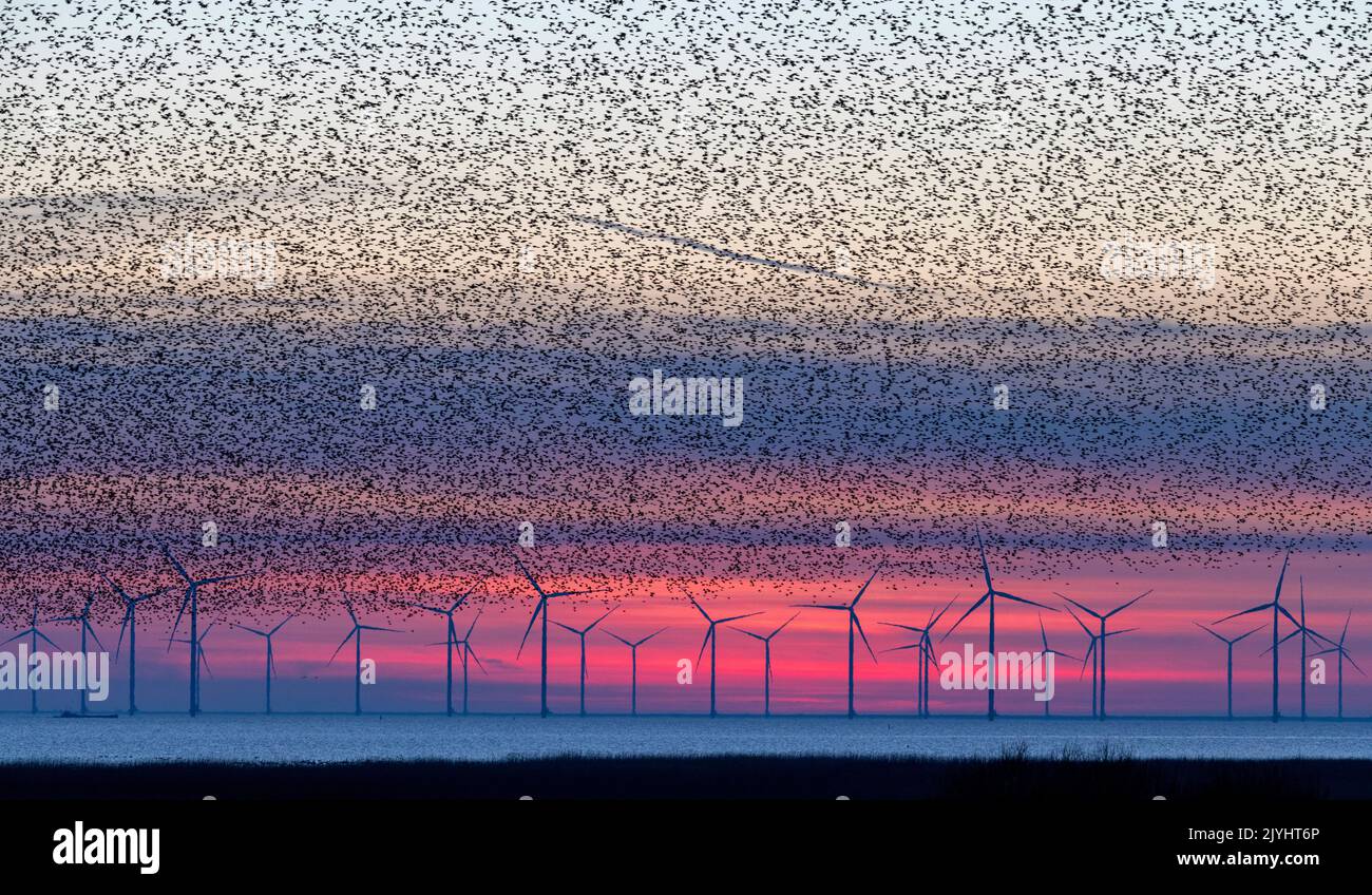Estornino común (Sturnus vulgaris), bandada volando al lugar de descanso en el IJsselmeer después de la puesta del sol, parque de viento en el fondo, Países Bajos, Foto de stock