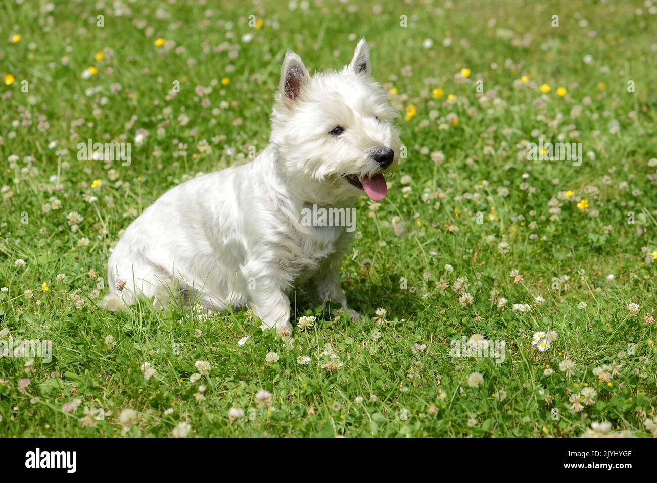 Yorkshire Terrier (Canis lupus f. familiaris), pequeña hembra blanca Yorkshire Terrier en un prado Foto de stock