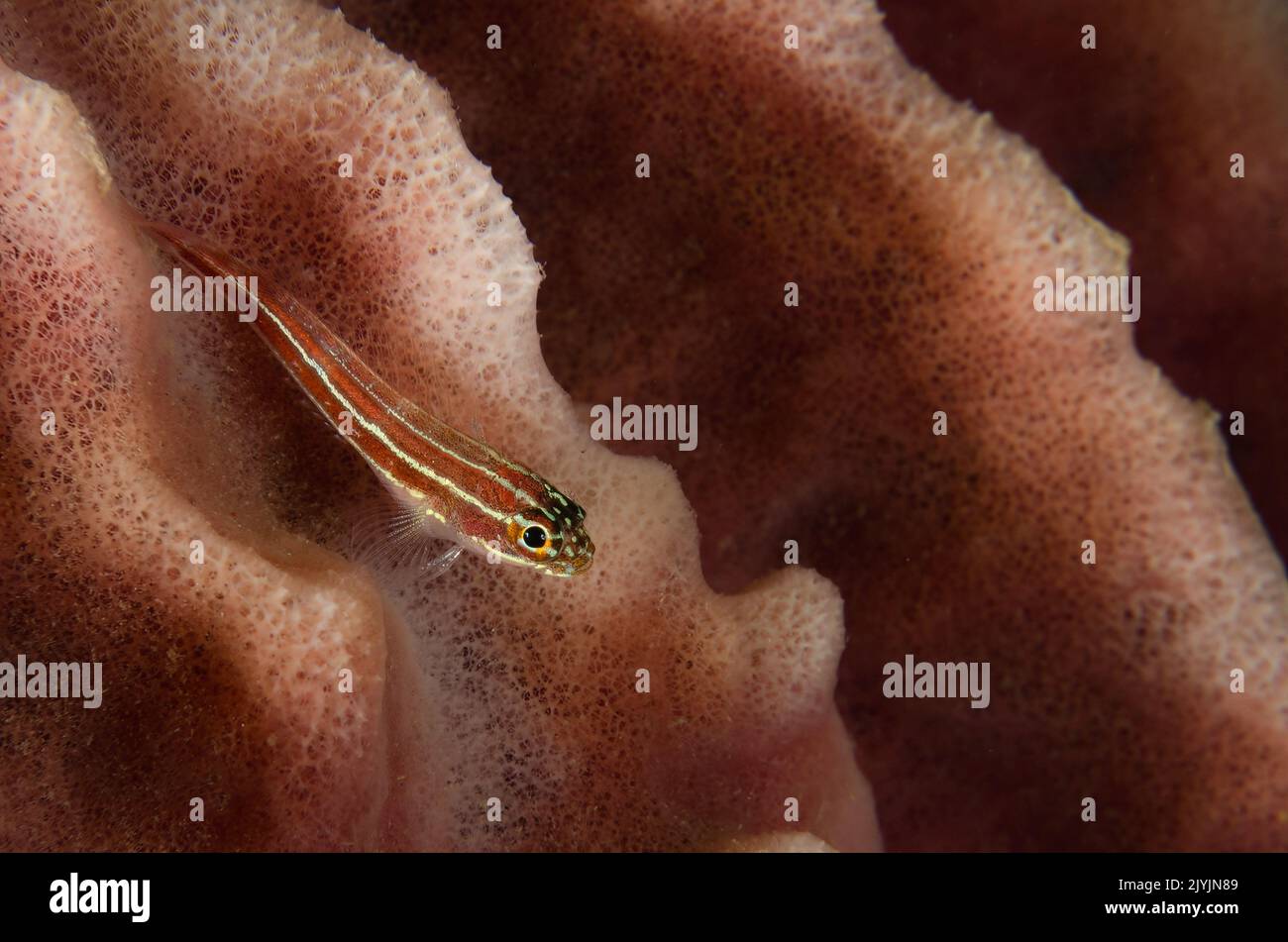 Rayas, Helcogramma Triplefin striata, Gobiiedae, Anilao, Filipinas, Asia Foto de stock