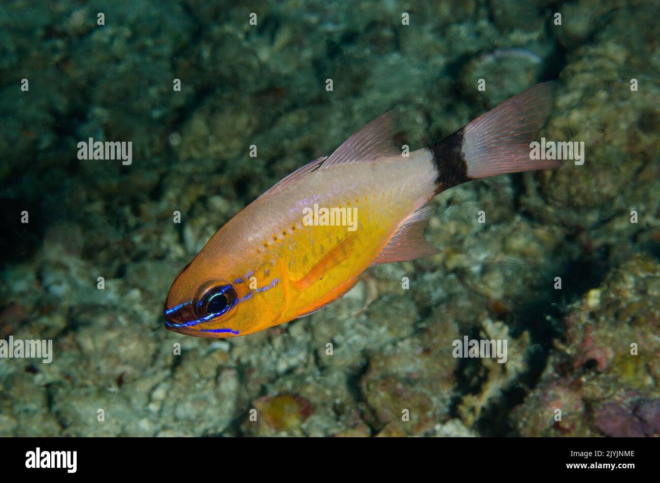 Flor Cardinalfish, Apogon fleurieu, Apogonidae, Anilao, Filipinas, Asia Foto de stock