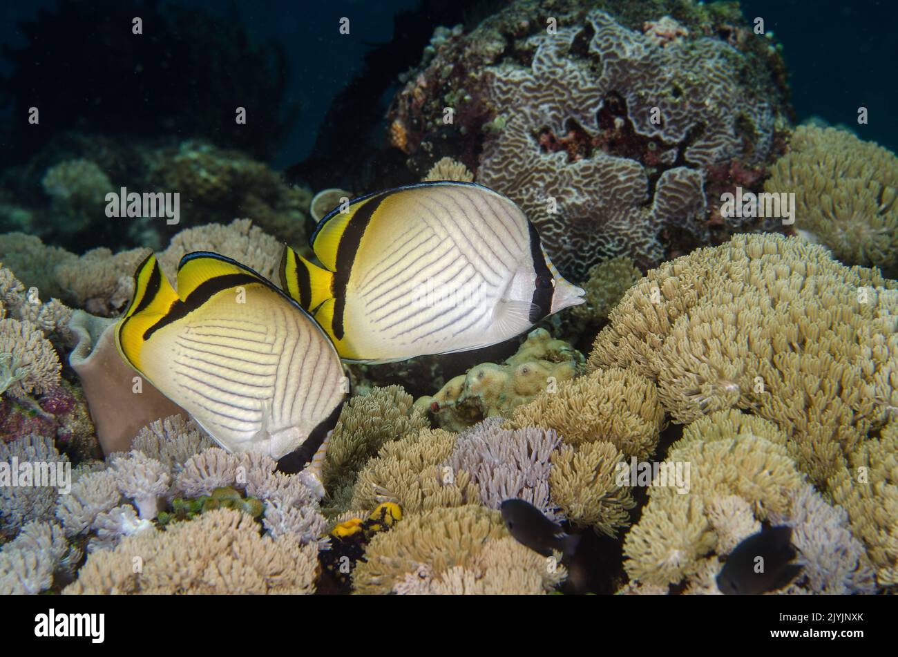 Vagabond Butterflyfish, Chaetodon vagabundus, Chaetodontidae, Anilao, Filipinas, Asia Foto de stock