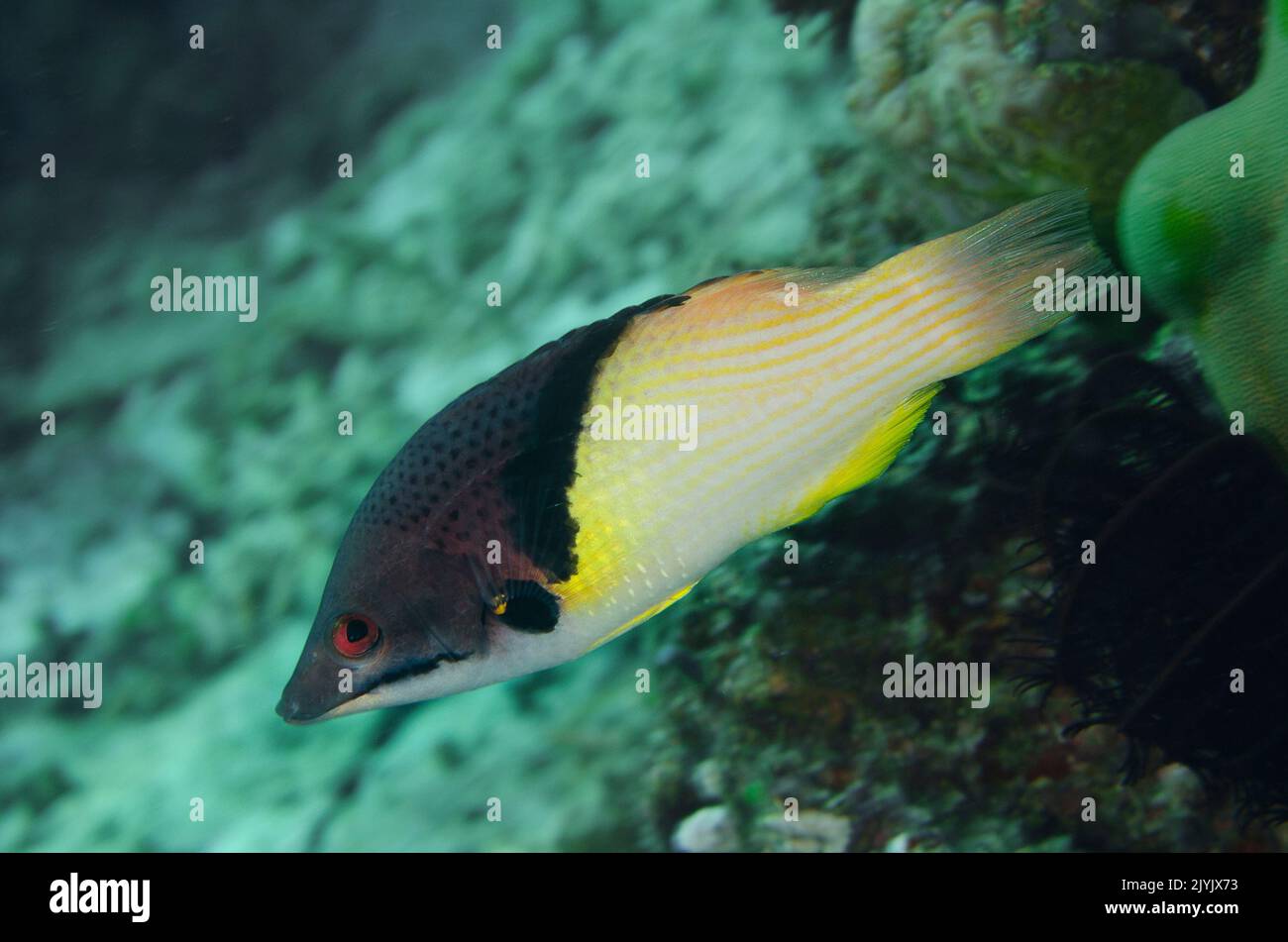 Blackbelt Hogfish, bodianus mesothorax, Labridae, Anilao, Filipinas, Asia Foto de stock