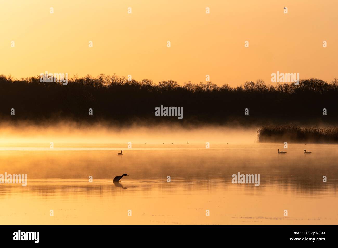 Brenne estanque al amanecer en la niebla, Grebe y géesos greylag, Brenne, Francia Foto de stock