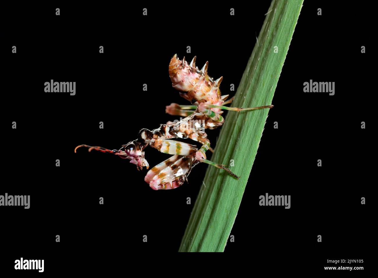 Mantis Flor Africana (Pseudocreobotra whalbergi) jevenile sobre fondo negro Foto de stock