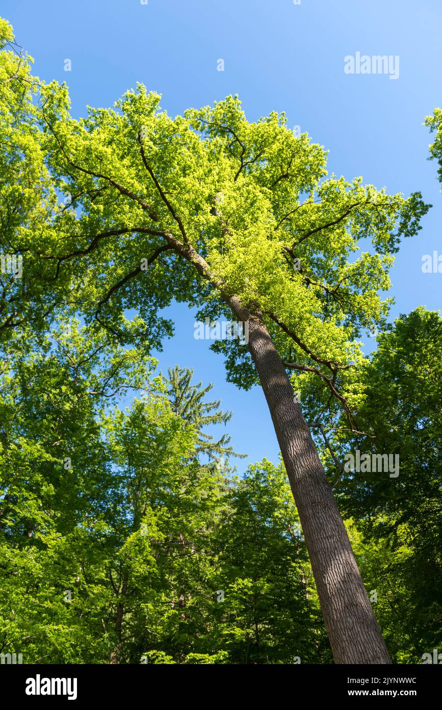 Roble inglés (Quercus robur), primavera, Mosela, Francia Foto de stock
