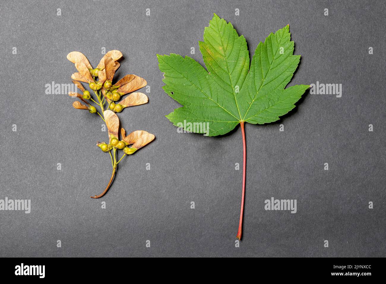 Hoja de arce sicamore (Acer pseudoplatanus) y samas de fondo gris, Francia Foto de stock