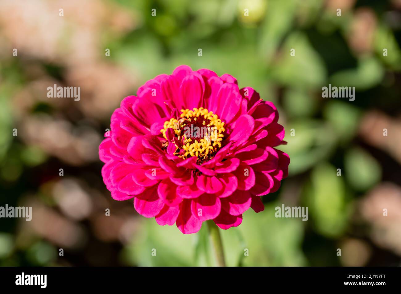 Rosa flor de Zinnia primer plano Foto de stock