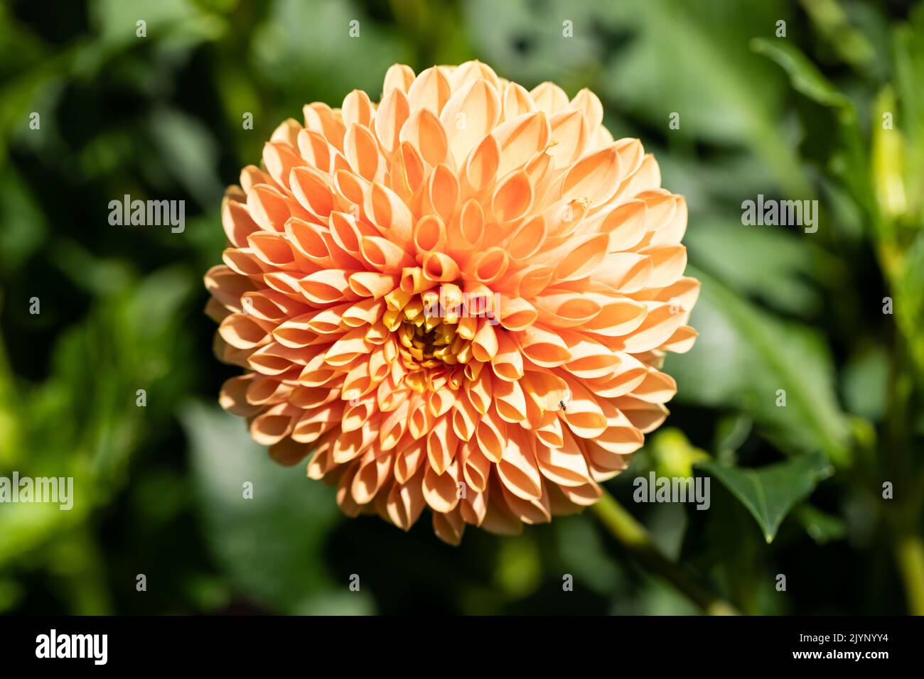 Albaricoque bola de color flor de Dahlia primer plano Foto de stock