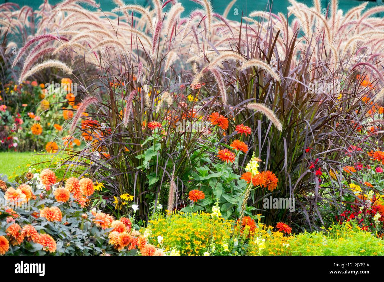 Herbáceas perennes otoño pastos borde, Jardín, Pennisetum setaceum 'rubrum', Dahlias Zinnias Scenic otoño jardín Foto de stock