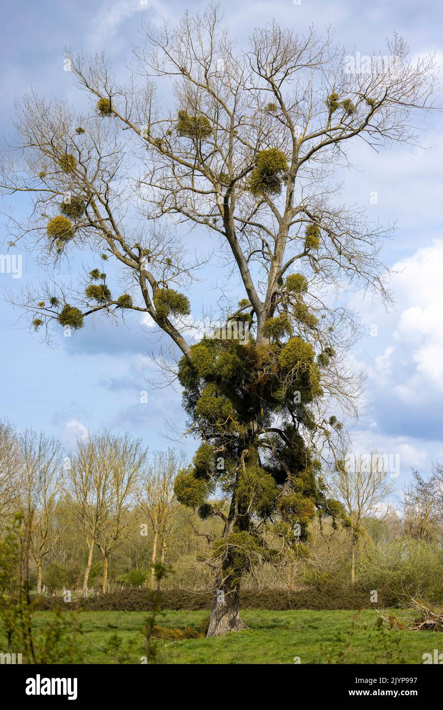 Árbol cubierto de muérdago en primavera, Somme, Francia Foto de stock