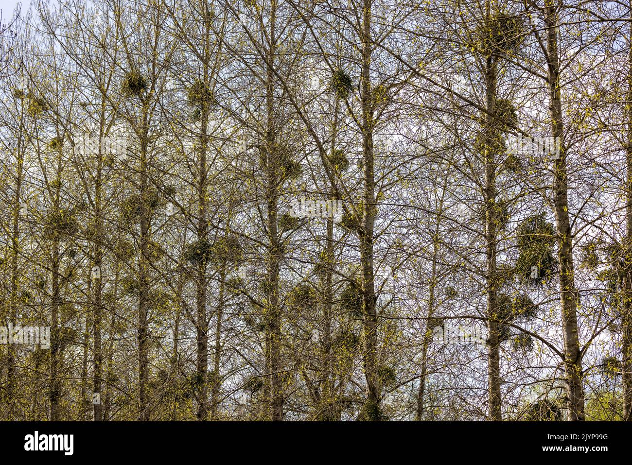 Árboles cubiertos de muérdago en primavera, Somme, Francia Foto de stock