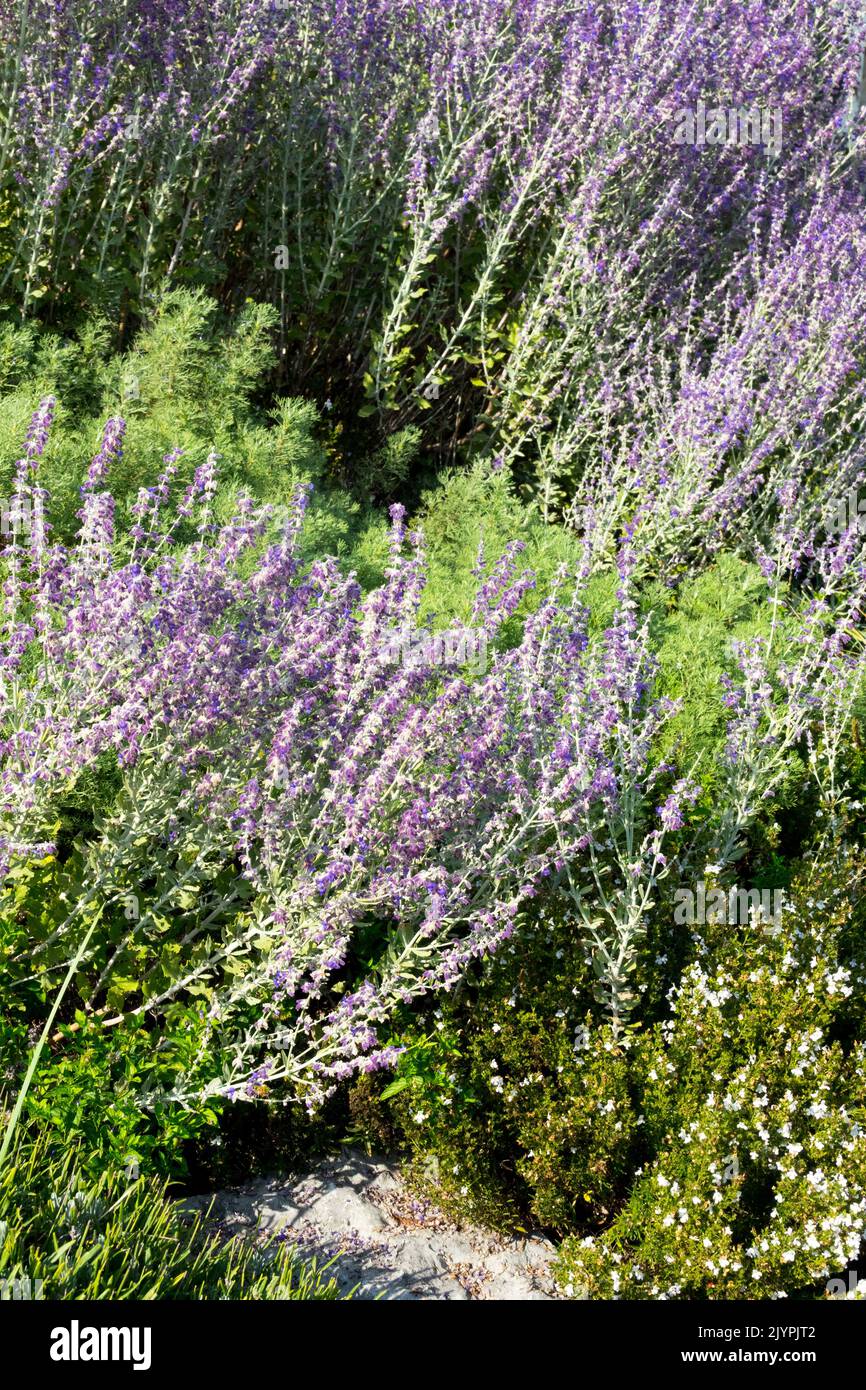 Perovskia 'Pequeña Spira', Russian Sage espinas Sages color lavanda borde Flores floreciendo Foto de stock