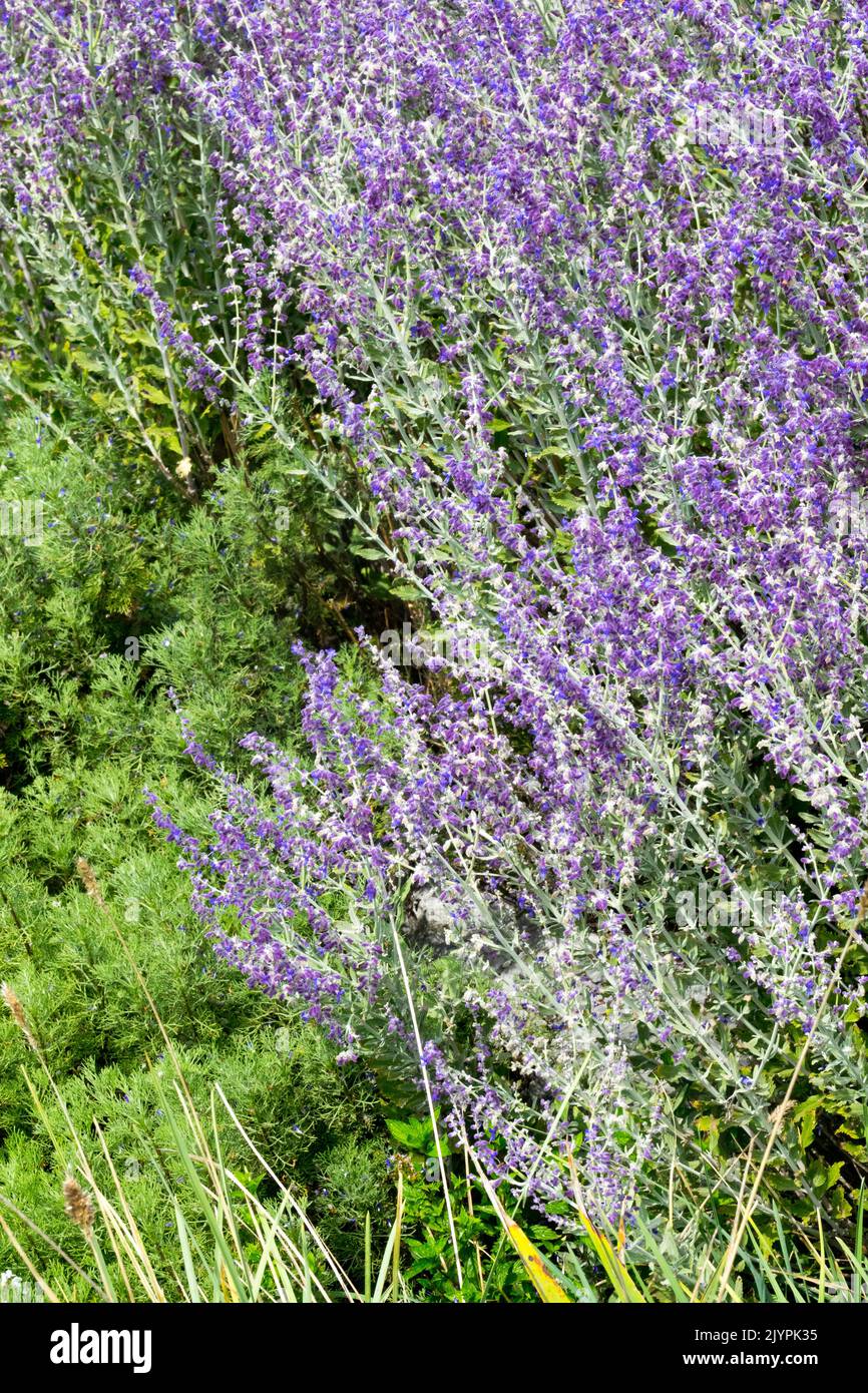Perovskia 'pequeña aguja', salvia rusa, salvia yangii, flores de borde púrpura Foto de stock