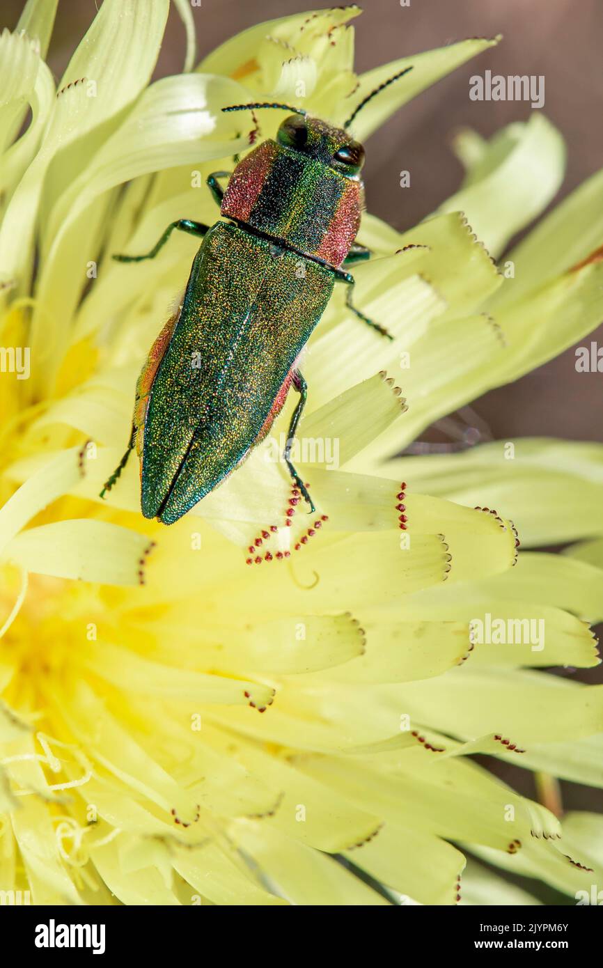 Urospermum fotografías e imágenes de alta resolución - Alamy Urospermum fotografías e imágenes de alta resolución - Alamy