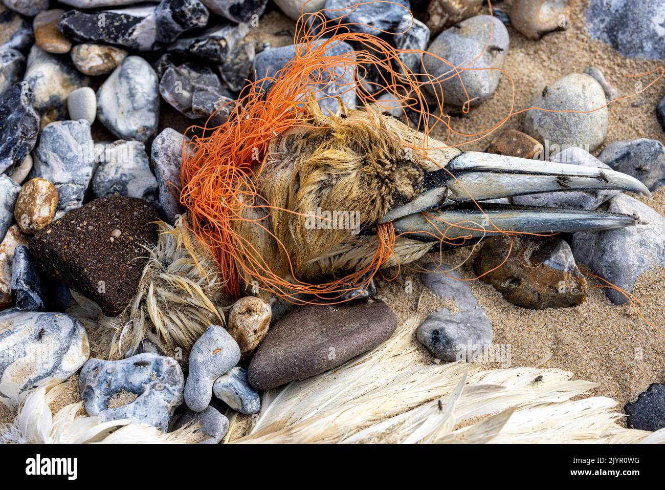 Gannet (Morus bassanis) estrangulado hasta la muerte por una red de pesca, primavera, Pas de Calais, Francia Foto de stock