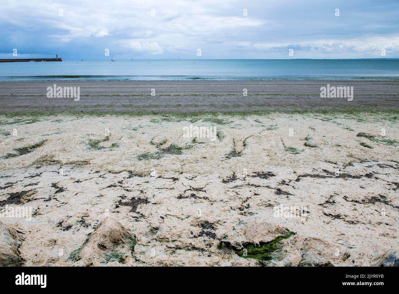 Depósitos de algas podridas en verano, Binic, Côtes d'Armor, Francia Foto de stock