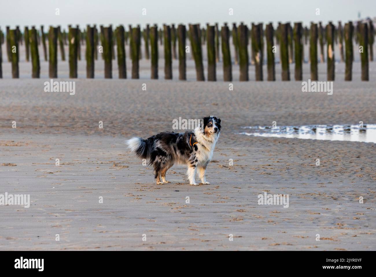 Perro pastor australiano en una playa, primavera, Pas de Calais, Francia Foto de stock