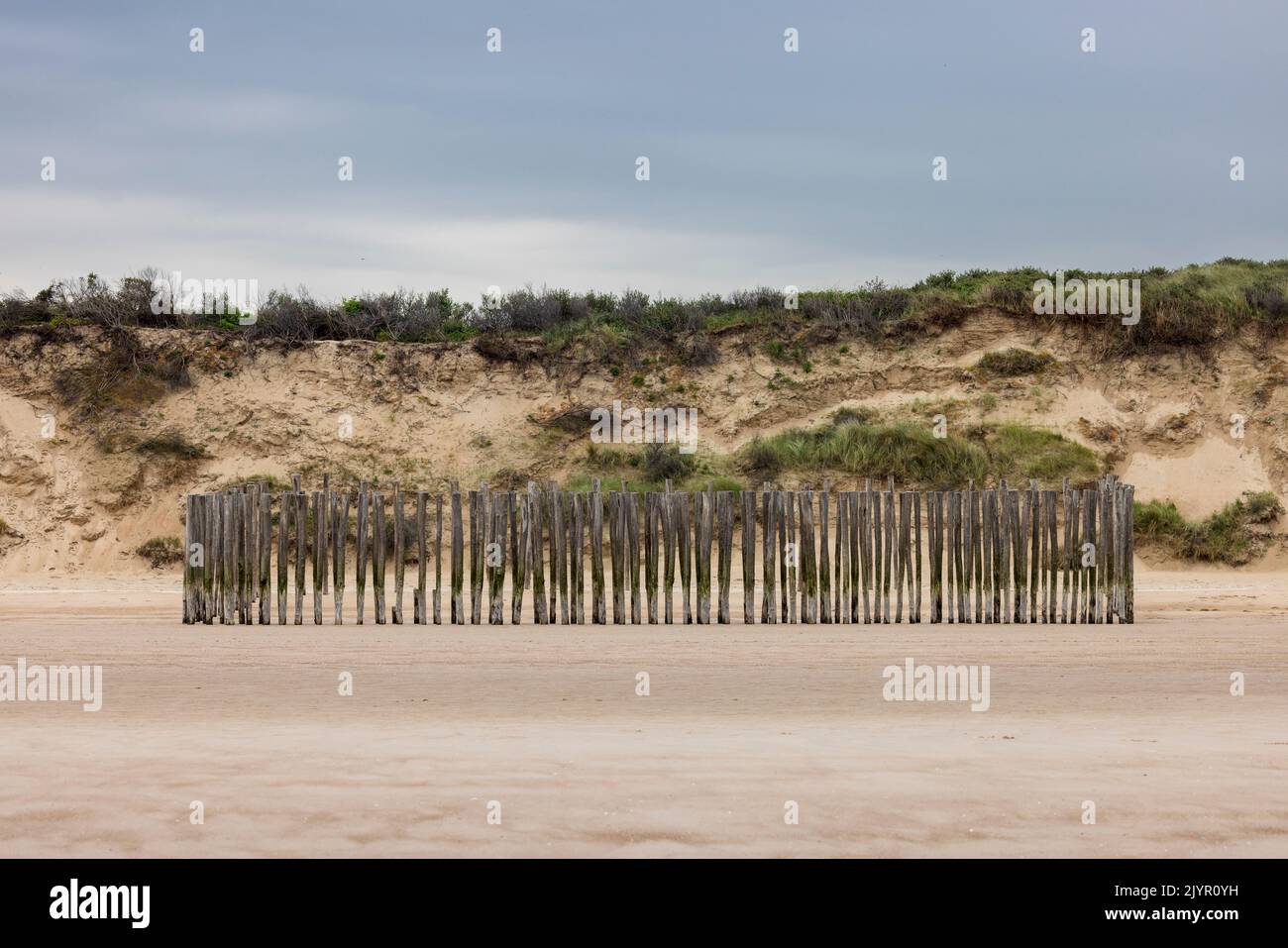 Instalación de trampas de arena al pie de la duna. Su función es capturar la arena para enredarse en la cima de la playa. El estrecho espacio entre cada pedazo de madera favorece la acumulación de arena, Oye-Plage, Pas de Calais, Francia Foto de stock
