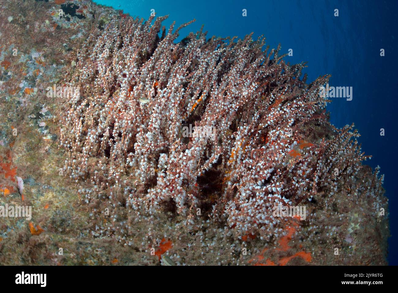 Coral copo de nieve (Carijoa riisei). Este coral se observa cada vez con más frecuencia en las aguas del archipiélago canario, incluso siendo considerado por algunos expertos como una especie invasora. Invertebrados marinos de las Islas Canarias. Foto de stock