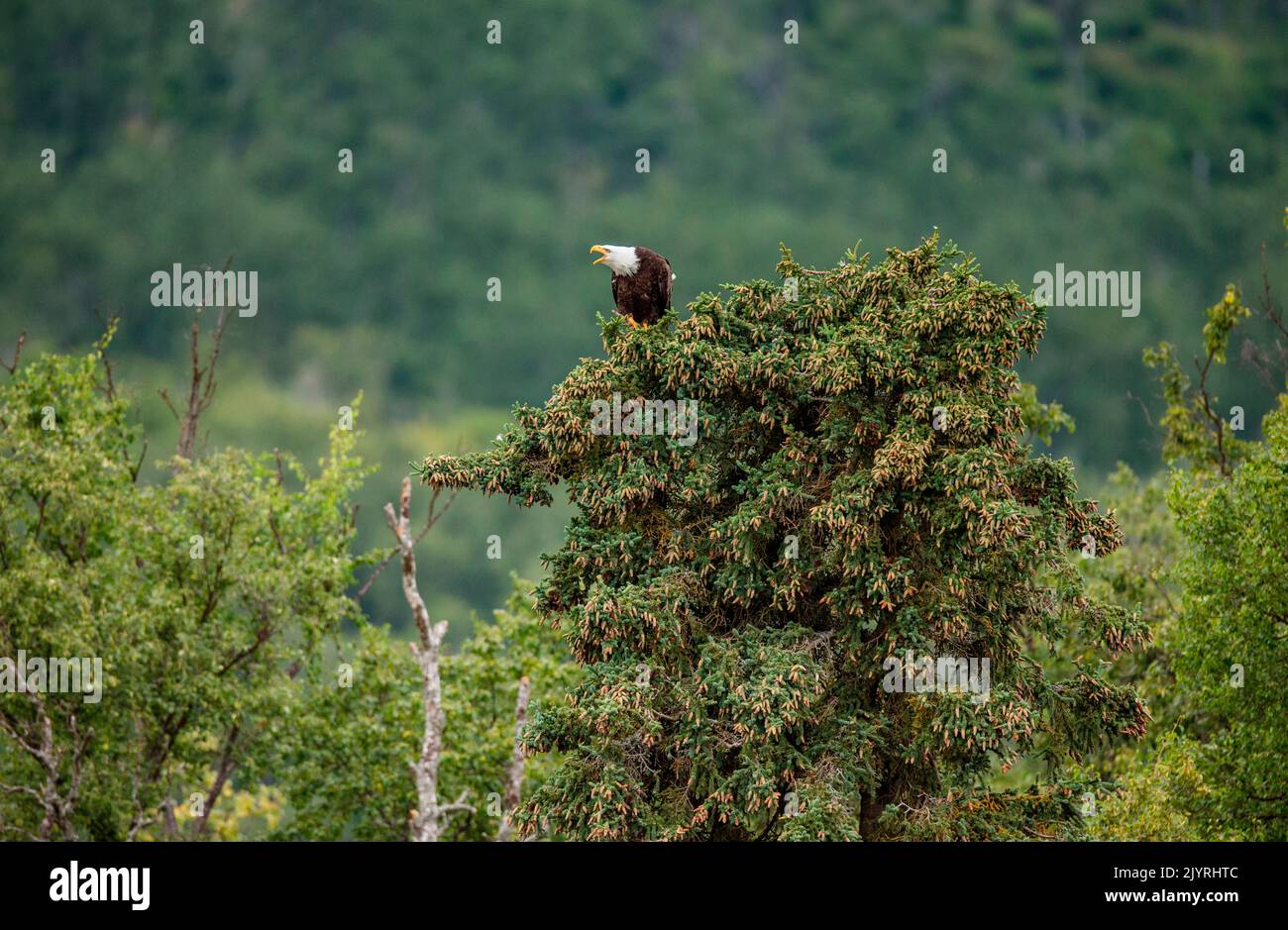 Tres águilas sentadas en un árbol fotografías e imágenes de alta resolución  - Alamy