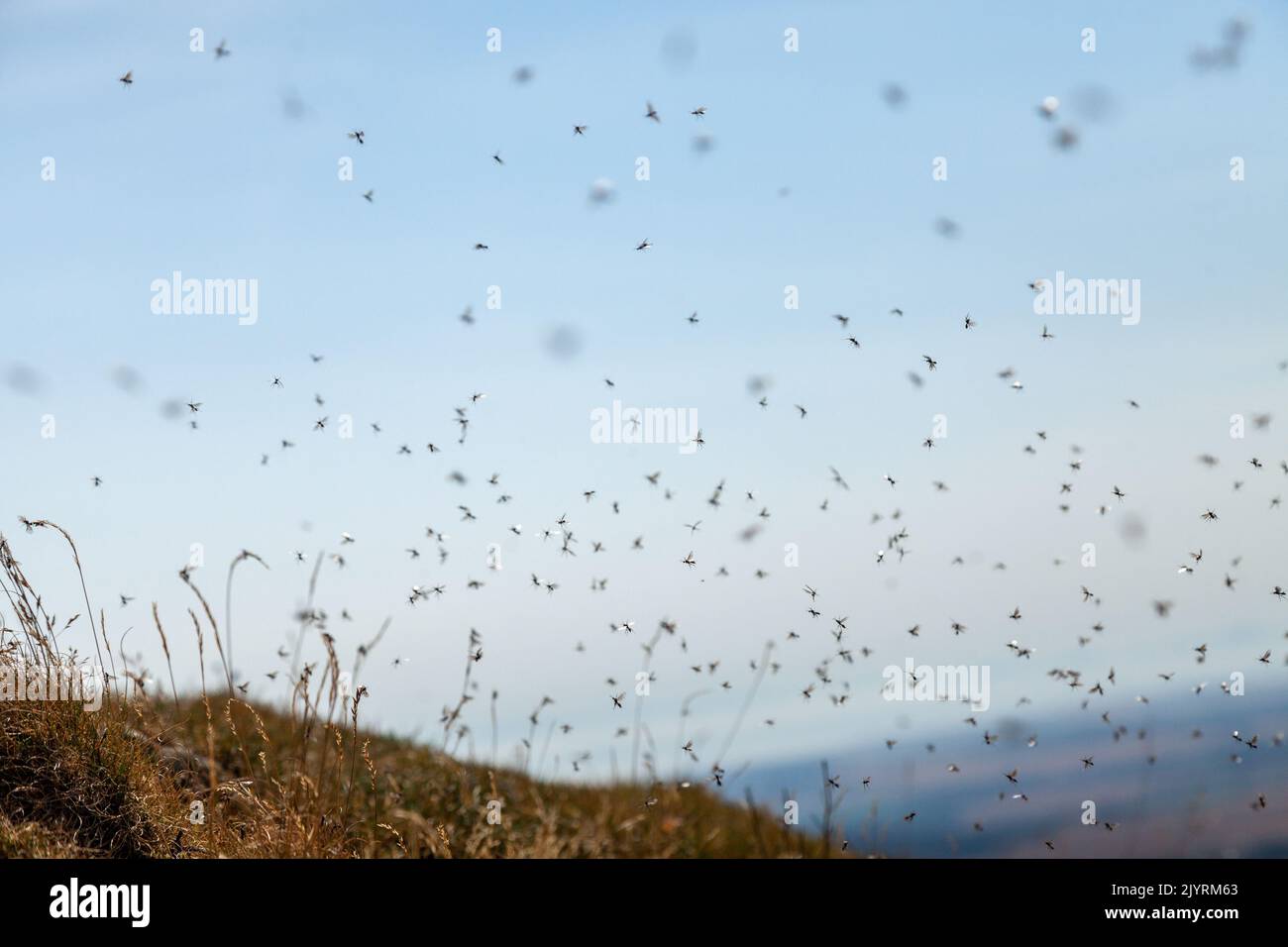 Un enjambre de pequeñas moscas negras en la cima de East Lomond Hill en Escocia Foto de stock