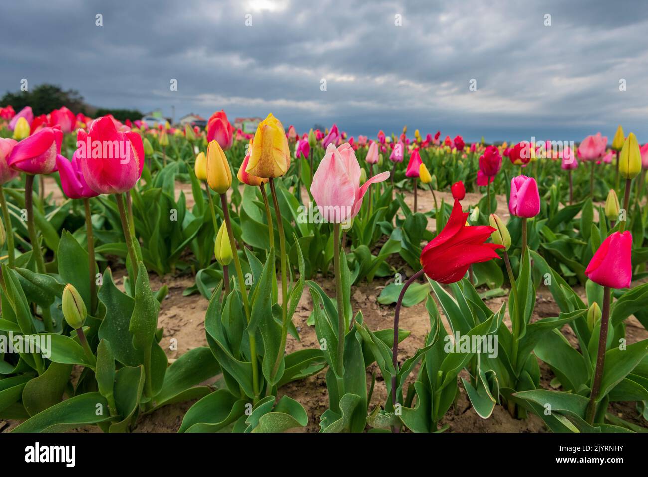 Campo de tulipanes, primavera, Pas de Calais, Francia Foto de stock